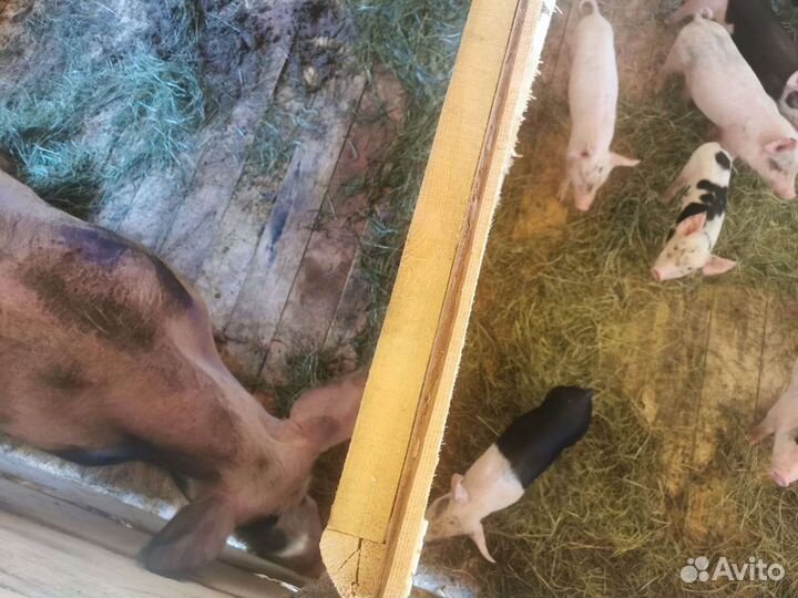 Поросята ландрас пьетрен