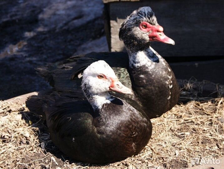 Утки шипуны