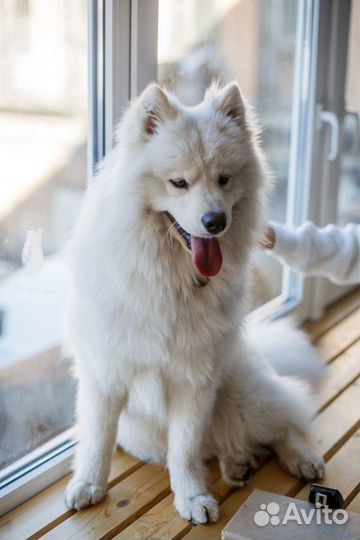 Самоедская лайка на фотосессию