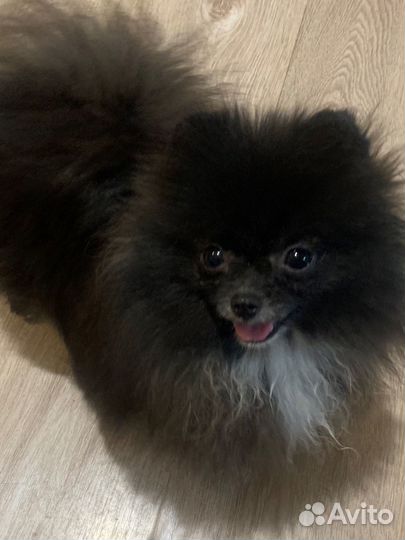 Померанский шпиц мини девочки и минимальчик