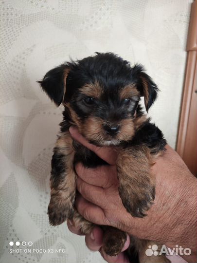 Йоркширский терьер щенки девочки