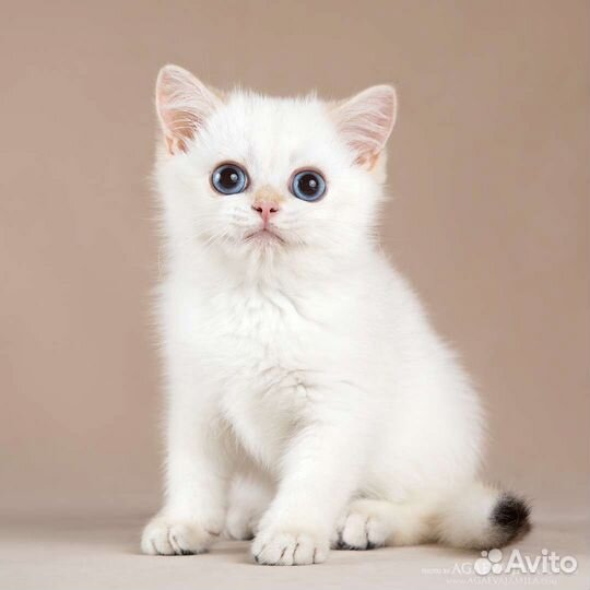 Мальчик золотая британская шиншилла колор поинт