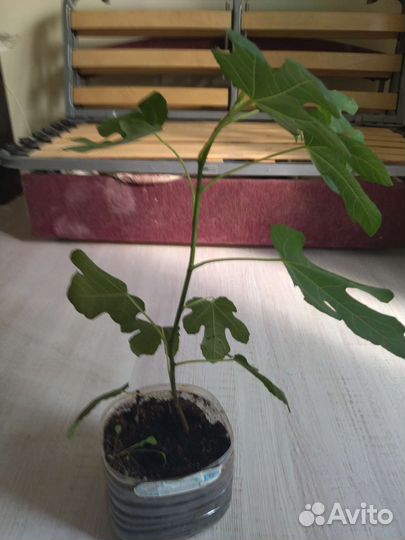 Цветы. Инжир самоплодный домашний и другие