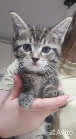 Котята мэйн кун