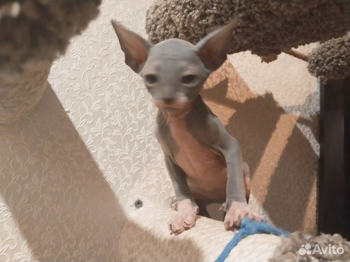 Канадский Сфинкс котенок