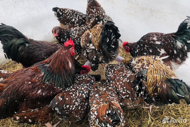 Инкубационные яйца смесь разных пород