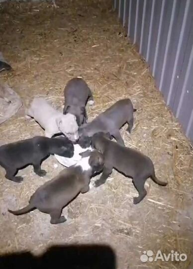 Питбуль щенки
