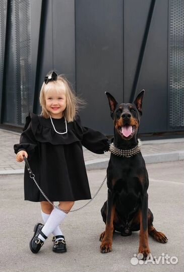 Доберман для фотосессии