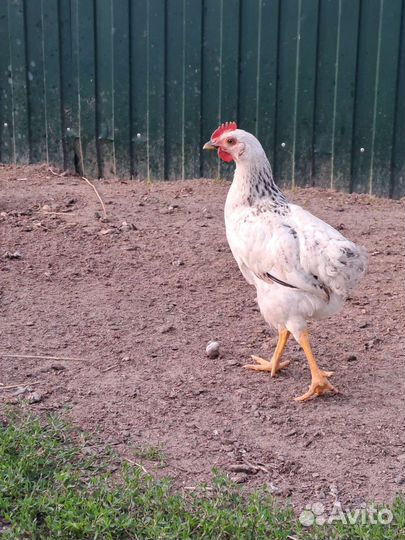 Домашние животные