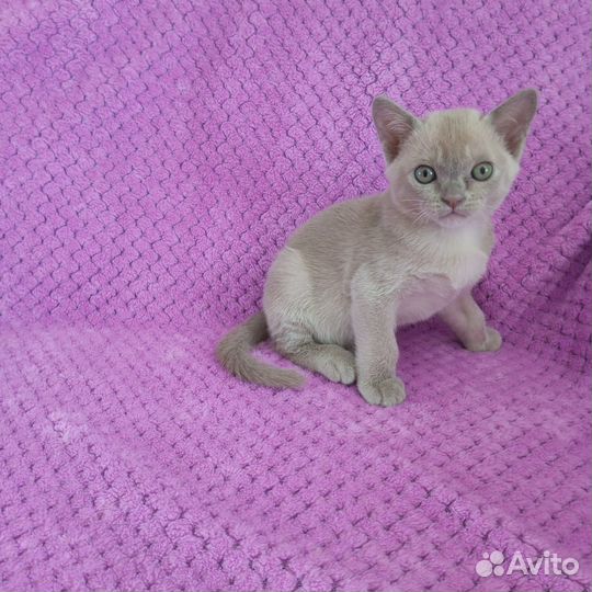 Бурманские котята