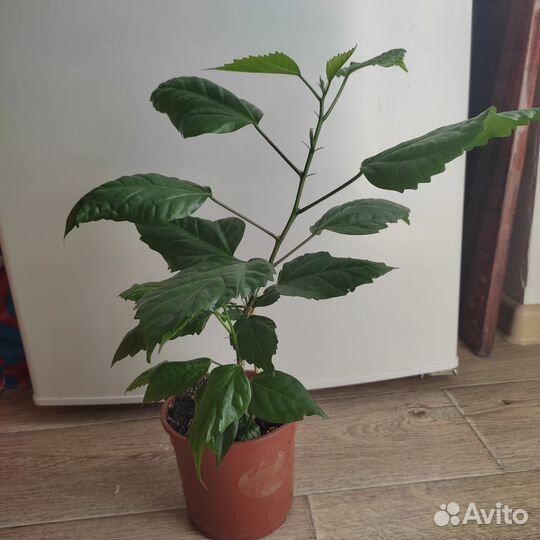 Гибискус(китайская роза) махровый, красный