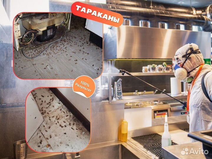 Уничтожение тараканов клопов блох клещей