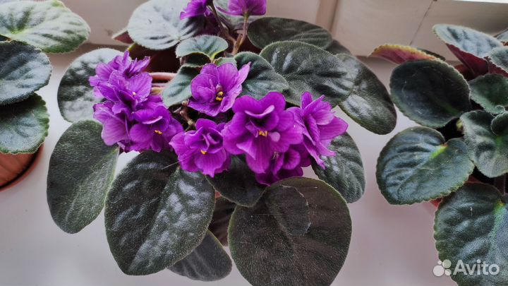 Комнатные цветы фиалки