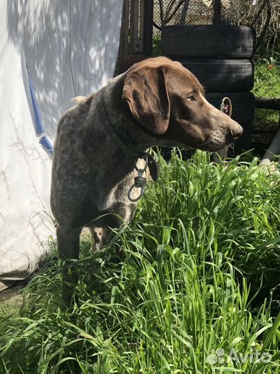 Курцхаар в добрые руки,вязка