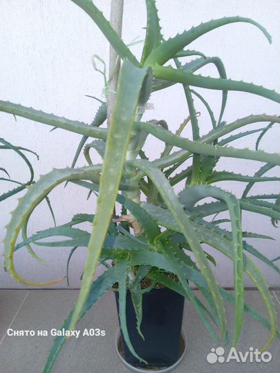 Алоэ столетник