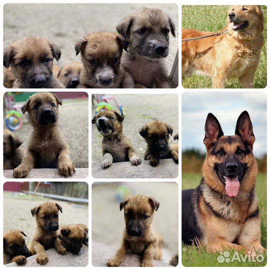 Щенки алабай
