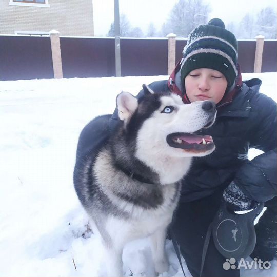 Сибирский хаски кобель вязка