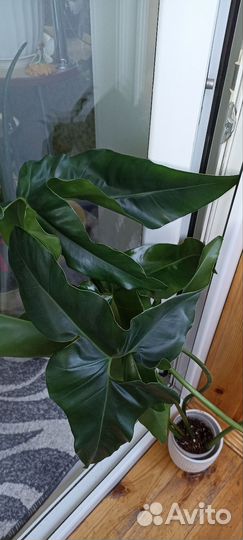 Домашние Растения