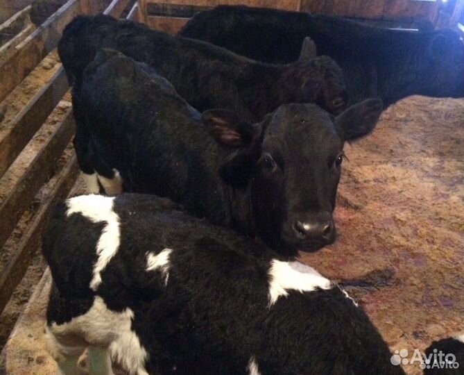 Бычки телята телочки мясного направления