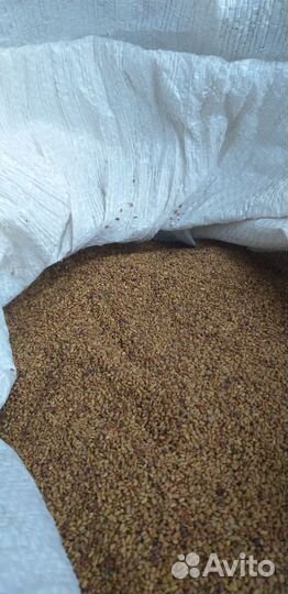Зерно пшеницы,ячменя,овса