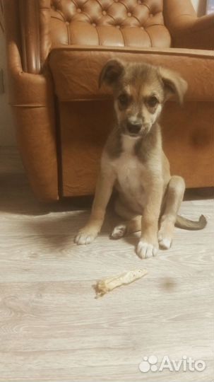 Щенок в добрые руки бесплатно