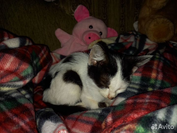 Котик мальчик 3мес