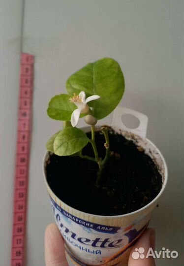 Лимон Пандероза с цветком