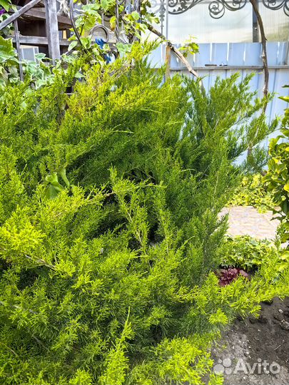 Можжевельник тамарасифолия 7 лет