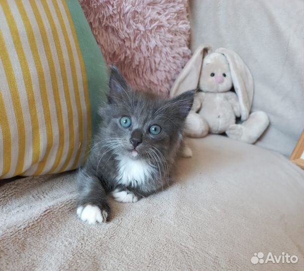 Котята ищут свой новый дом