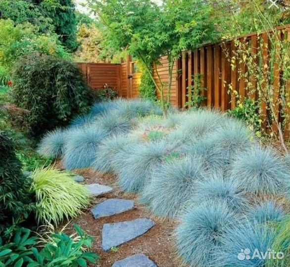 Овсяница сизая