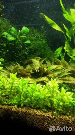 Растение для аквариума