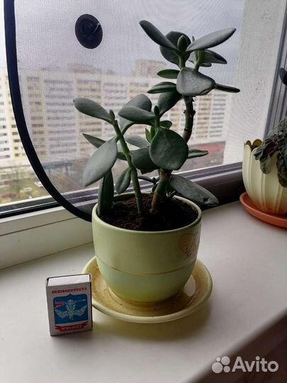 Толстянка, денежное дерево, суккулент