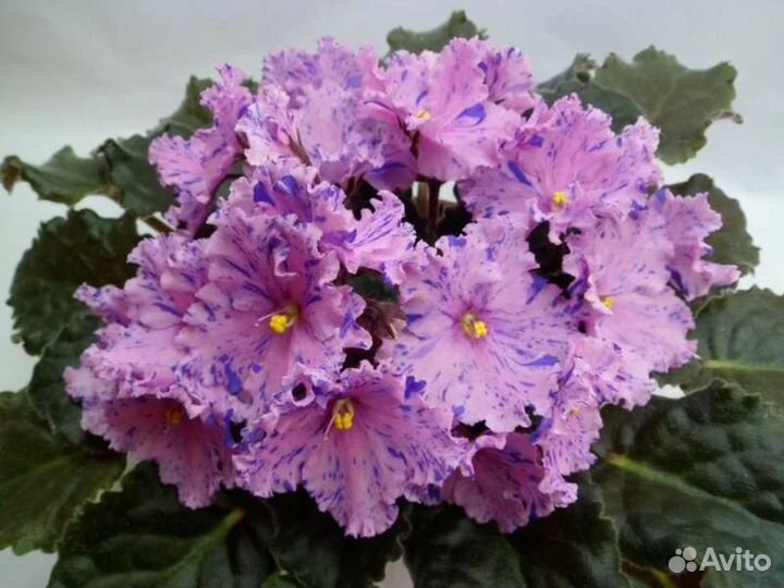 Фиалка Сортовая