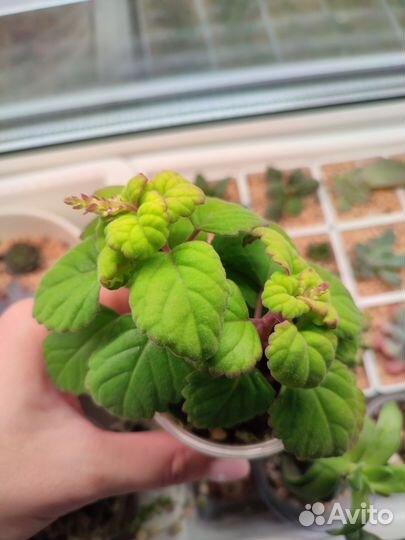 Суккуленты