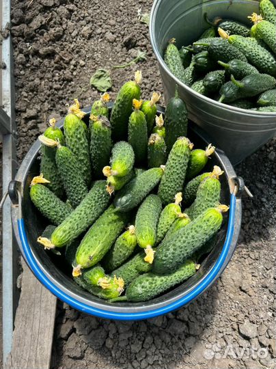 Семена Проф. огурца SV4097 F1
