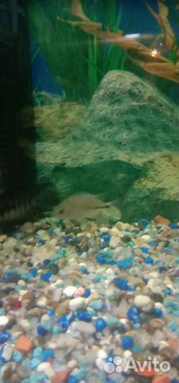 Рыбки цихлиды,вьехи