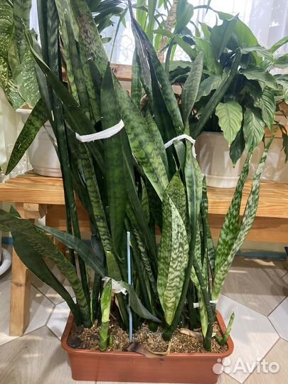 Комнатные цветы