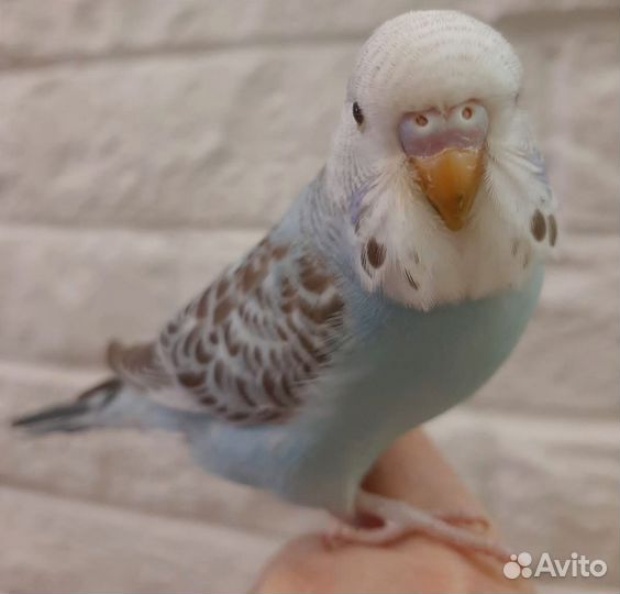 Волнистый попугай чех