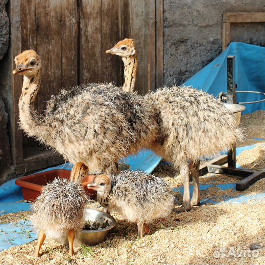Страусята, яйцо инкубационное страуса