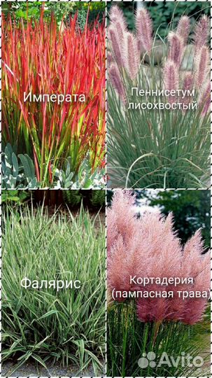 Декоративные растения