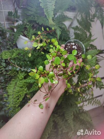 Мюленбекия