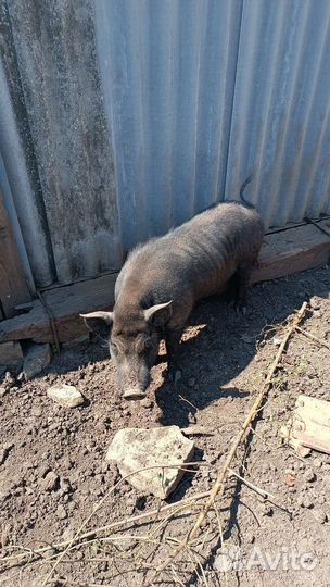 Вьетнамский Веслобрюхий Хряк