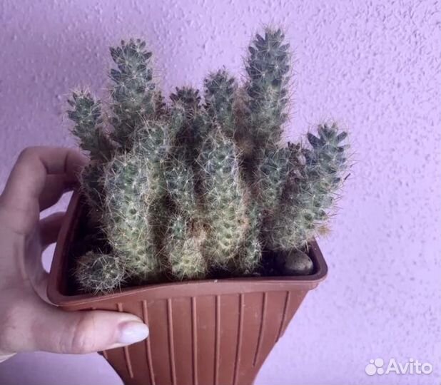 Мамилярия