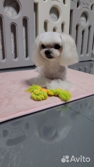 Мальчик мальтезе для вязки