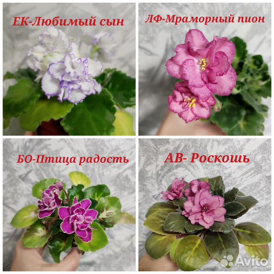 Фиалки сортовые