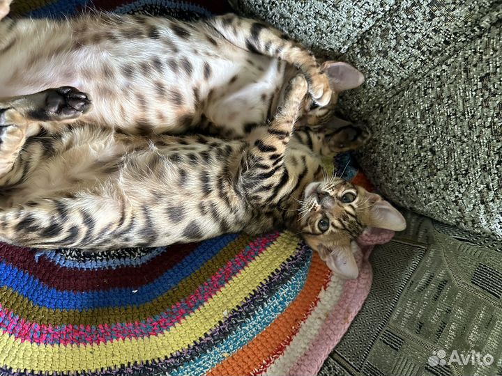 Бенгальские котята