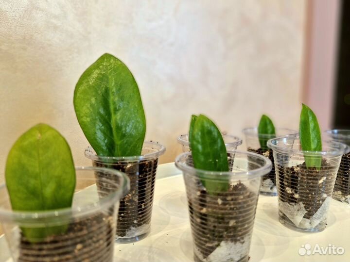 Замиокулькас