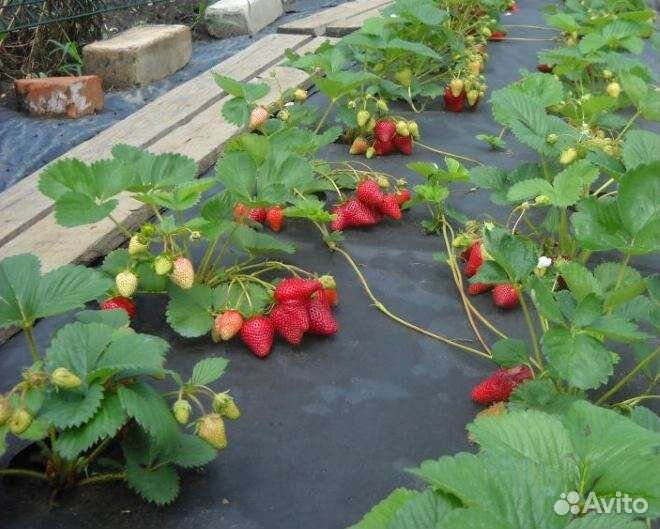 Рассада клубники Сирия зкс