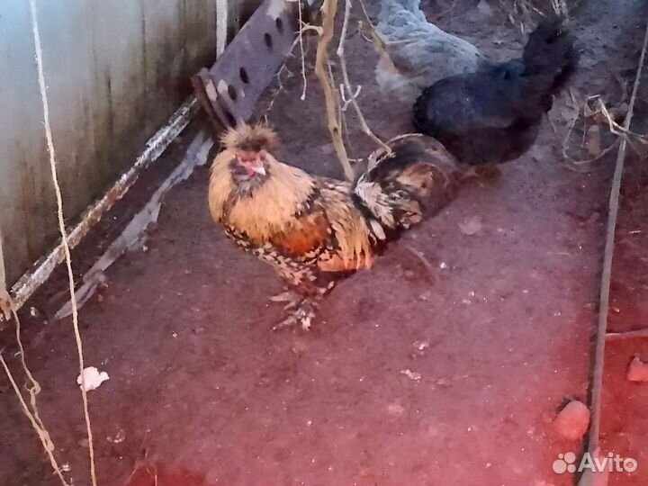 Петух Павловское Золото