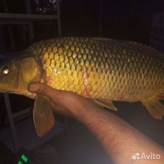 Продается свежая рыба